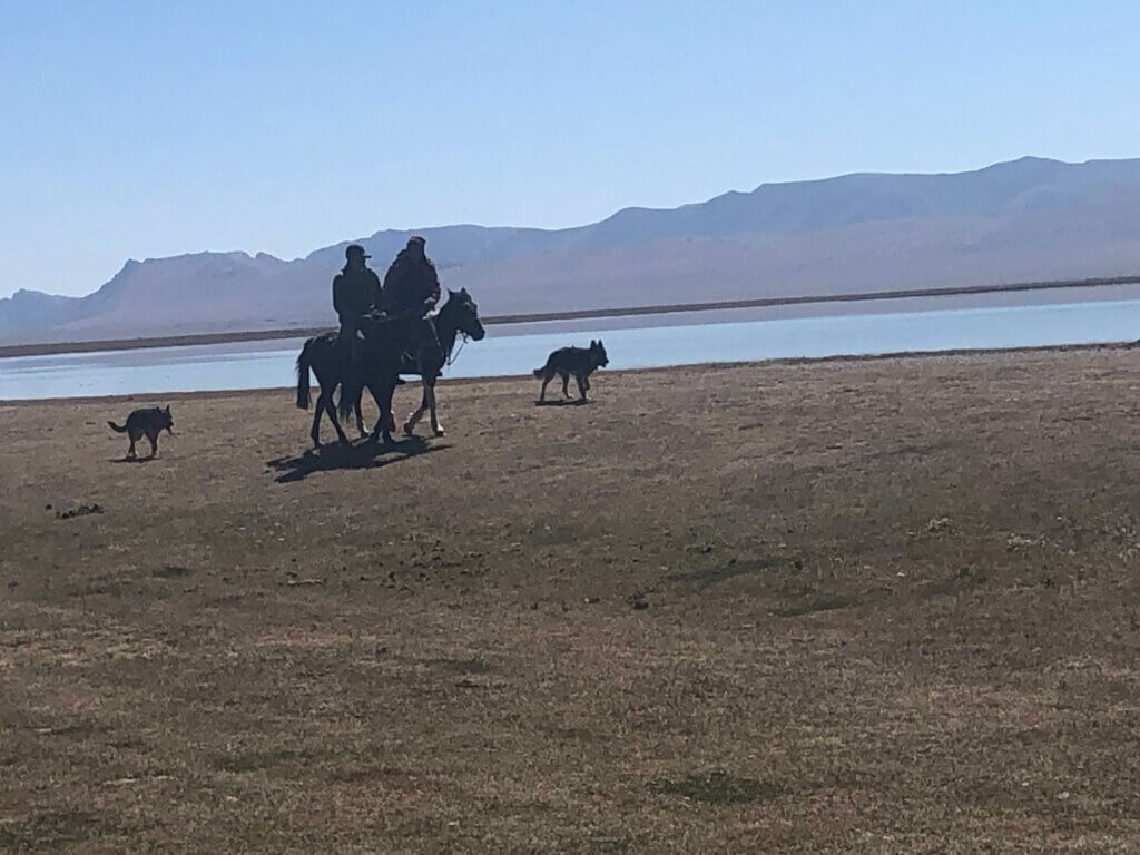 Pferd am Lake Son Kul